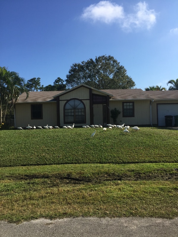 Building Photo - 1133 SW Hibiscus St