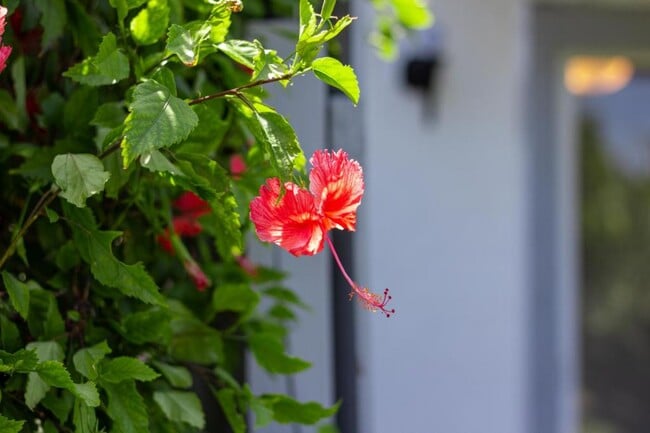 Building Photo - 1004 Ocean Park Ln