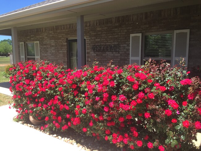 Knock out roses - 500 Longhorn Dr