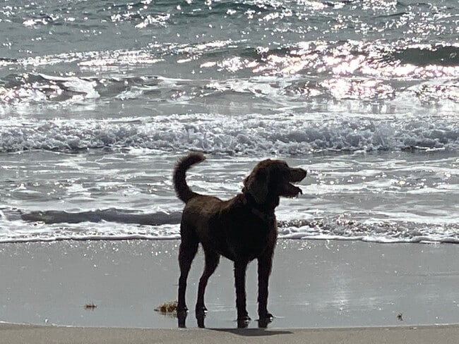 Building Photo - 1456 NE Ocean Blvd