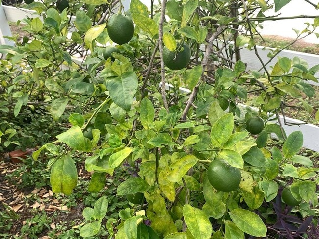 Building Photo - 244 Lexington Dr