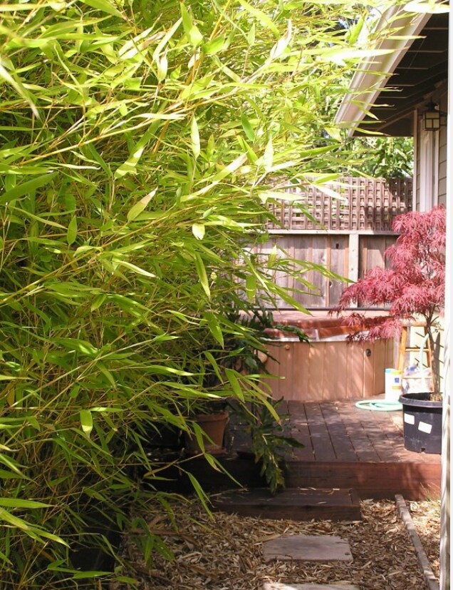 Hot tub for 5 people in bamboo garden - 132 Anthony St