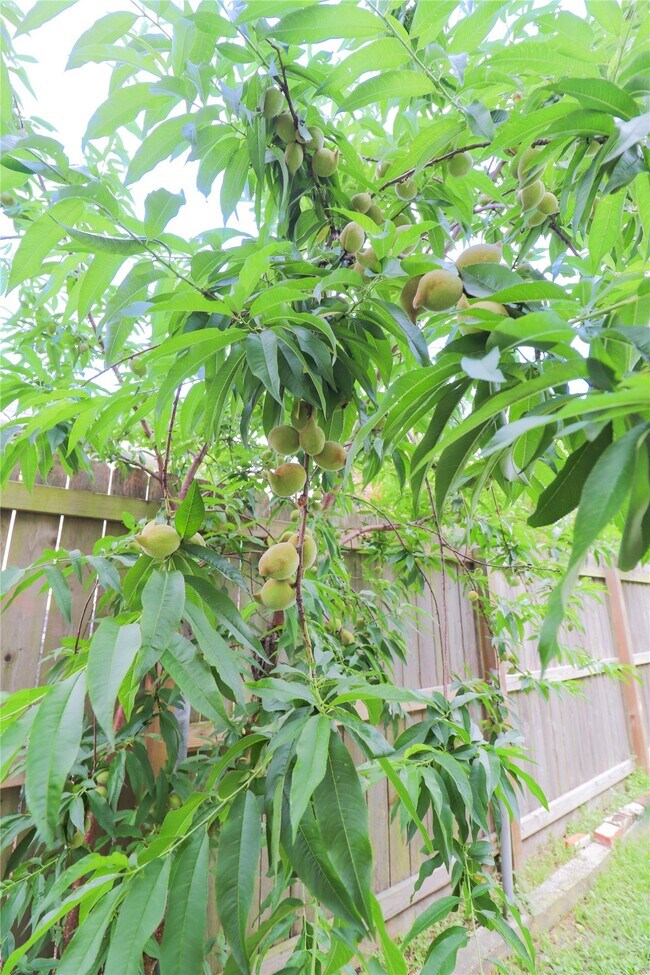 Building Photo - 3012 Avenue O 1/2