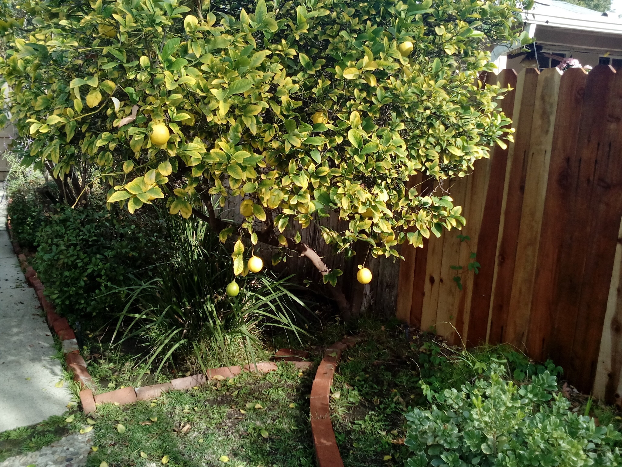 Lemon Tree - 14656 Morrison St