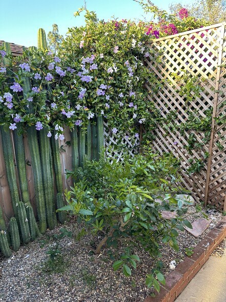 Lemon tree and San Pedro cactus in the patio/garden area - 152 Redfield Ave
