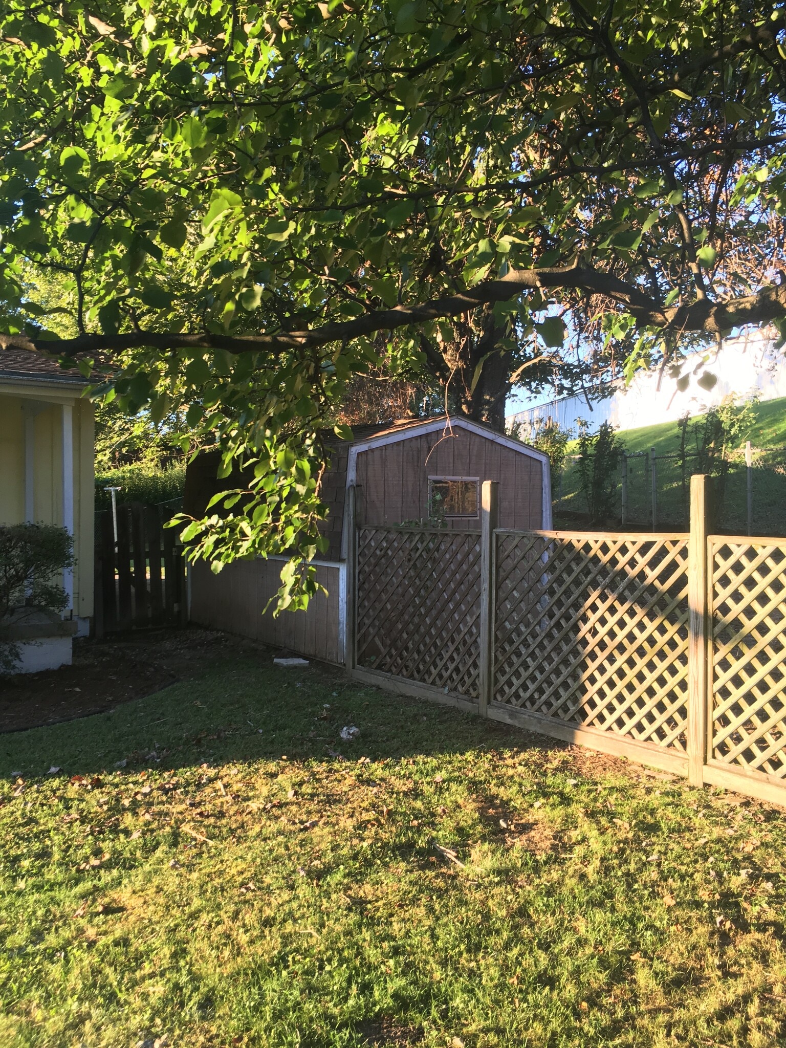Backyard - 463 Lawnview Cir