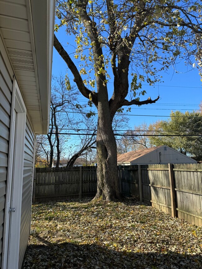 Mature Shade Tree in back - 3900 W 11th St