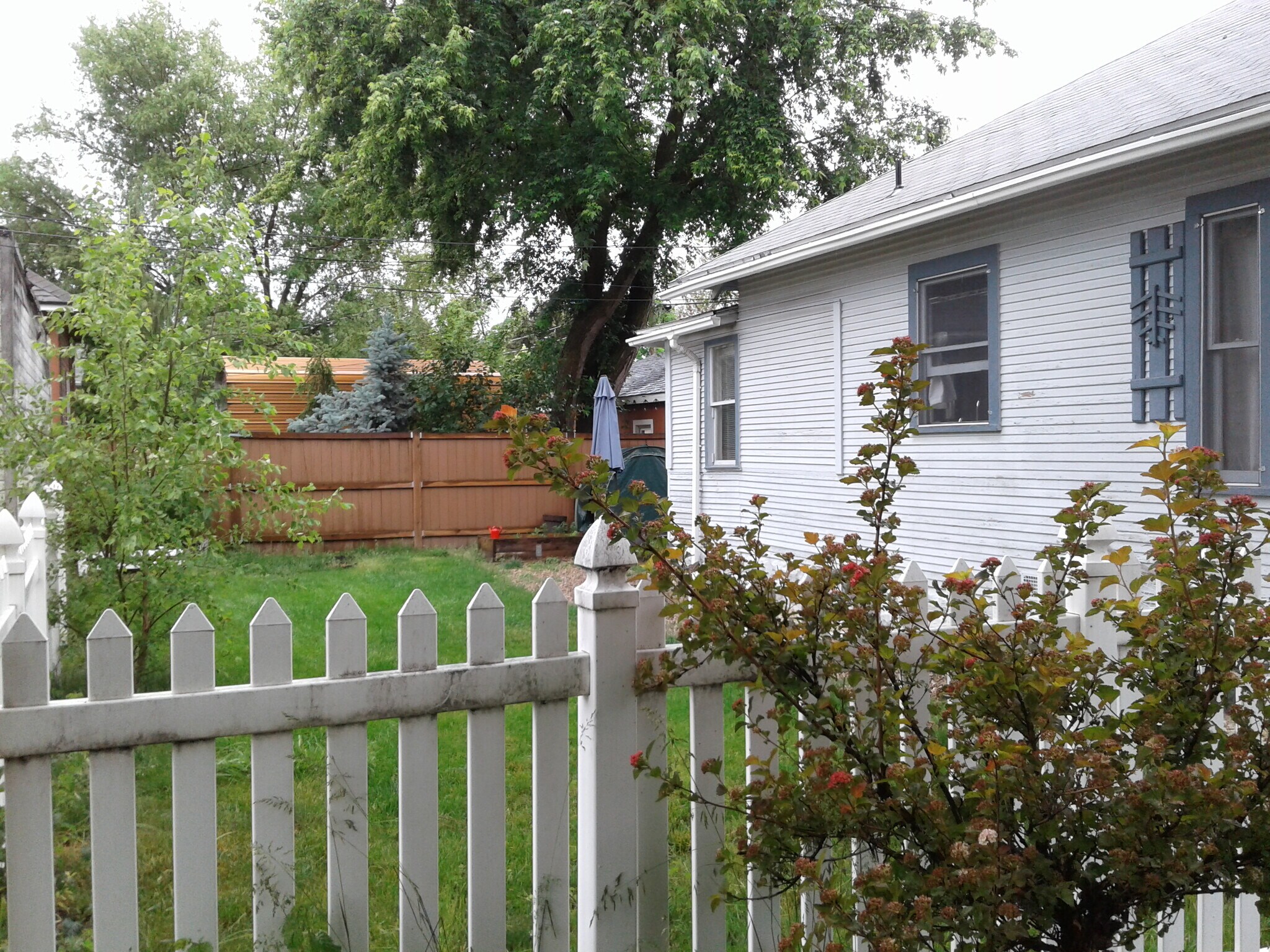 Side yard and backyard are fenced. Sprinkler system keeps the grass green. - 1509 West Hazel Street