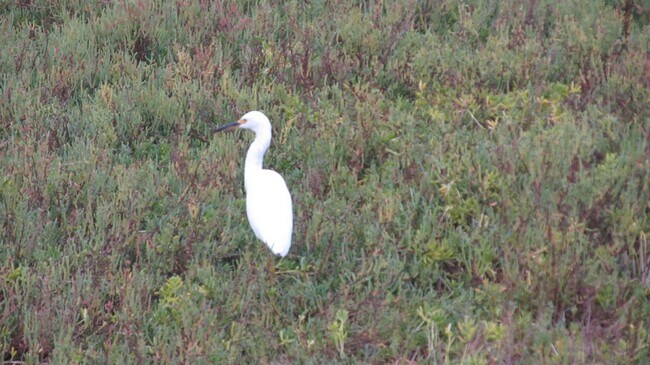 Building Photo - FOR SALE/ OCEAN FRONT/ $825K