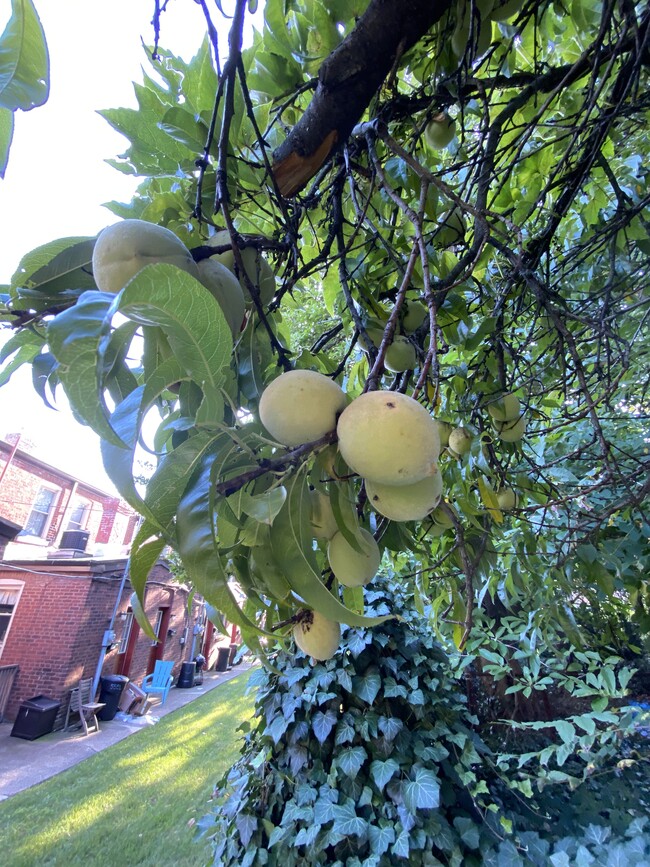 fruit tree in the backyard - 5436 Wilkins Ave