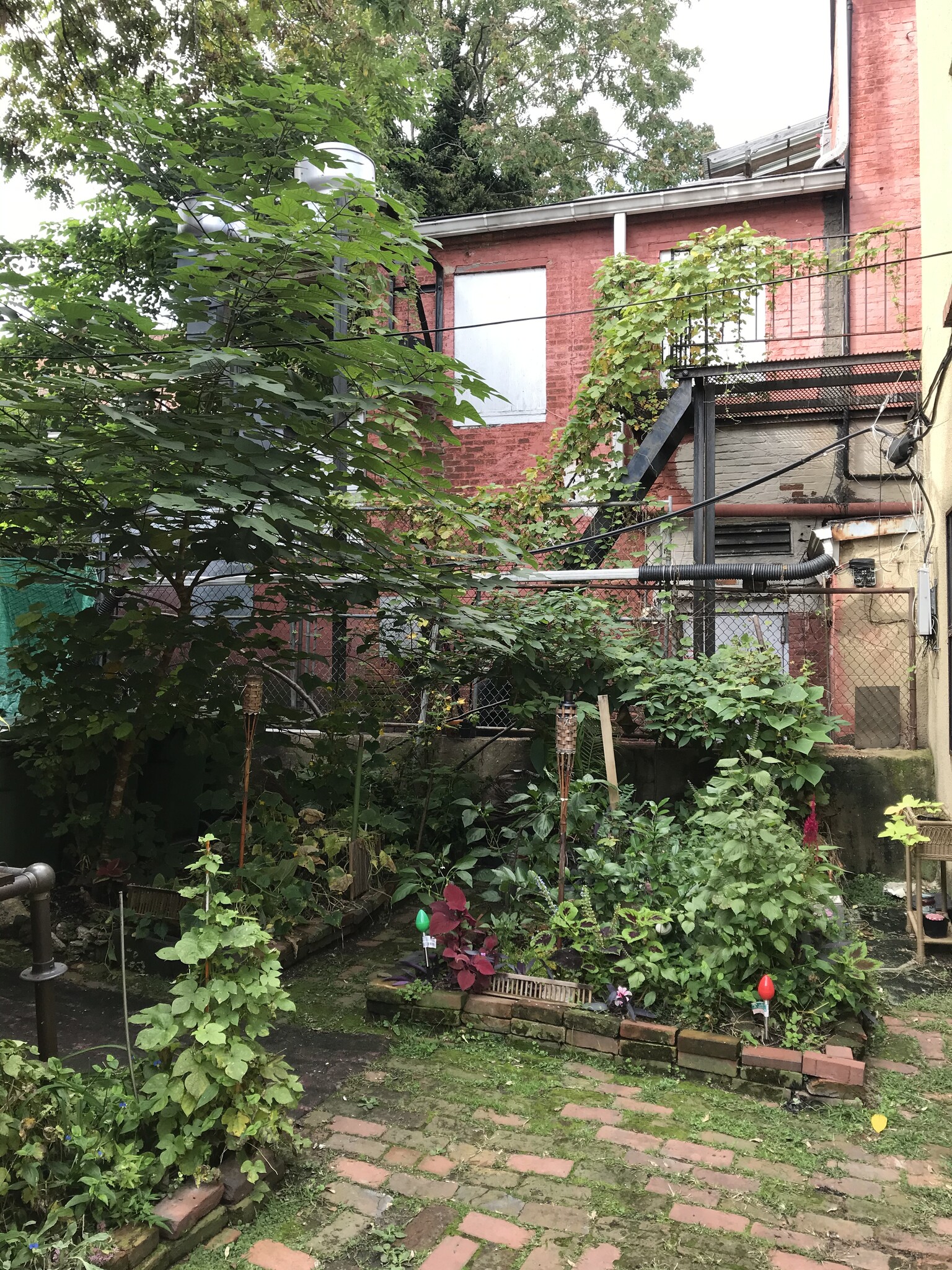 Courtyard garden - 516 Saint Paul St