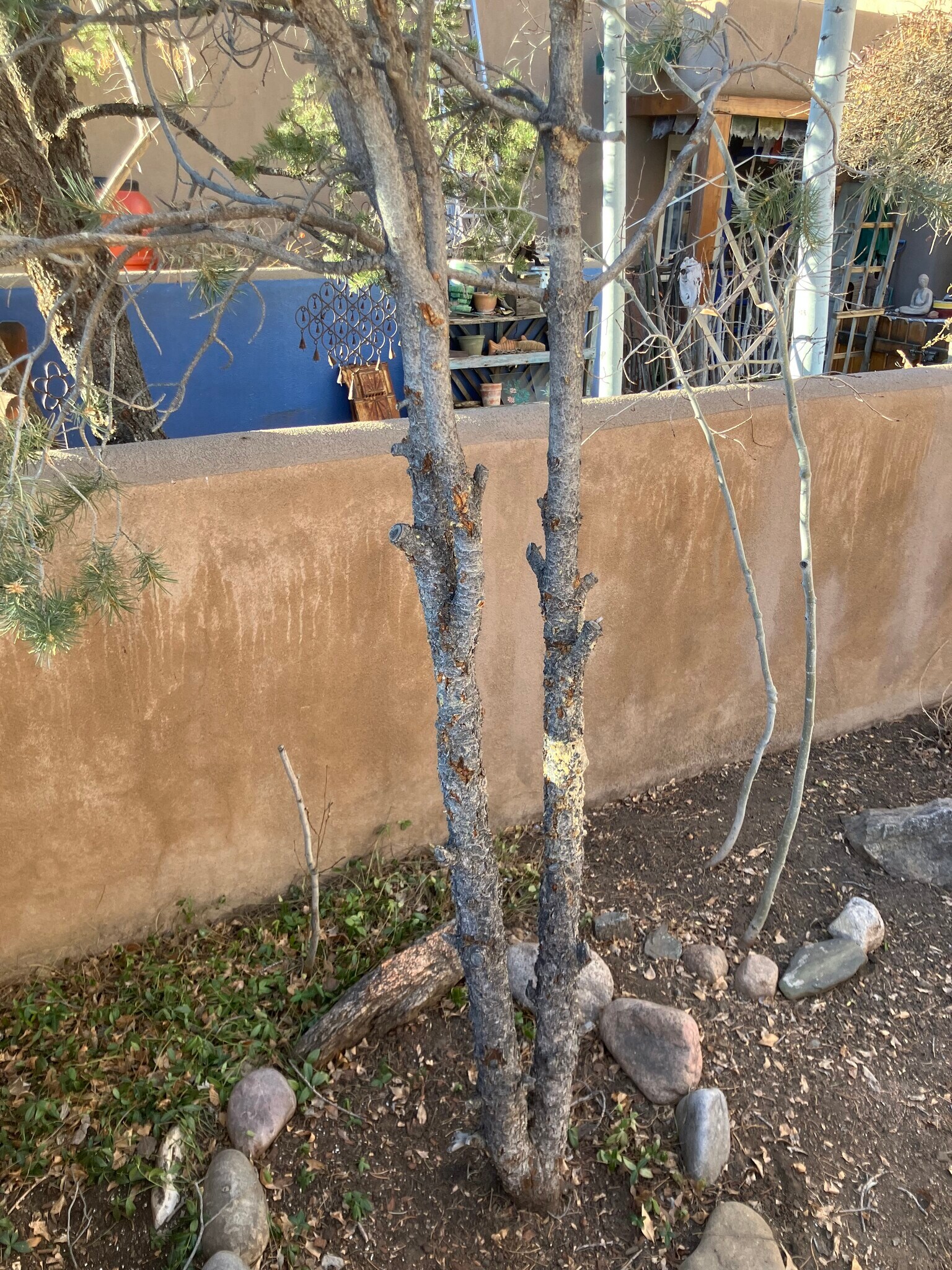 Building Photo - 3228 1/2 La Avenida de San Marcos