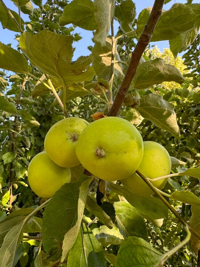 Building Photo - 1034 E Whitman St