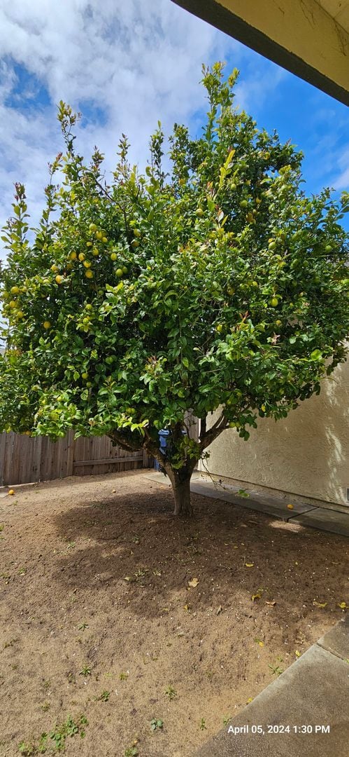 Building Photo - Orcutt Single Story Recently Updated Home with Large Yard