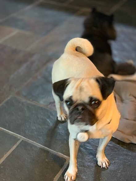 small dog ok - 23501 Ave La Caza Ave