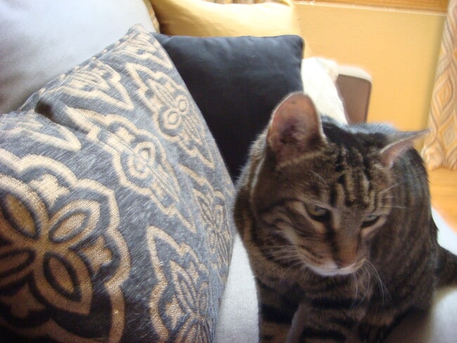 My cat - 3357 N Country Club Rd