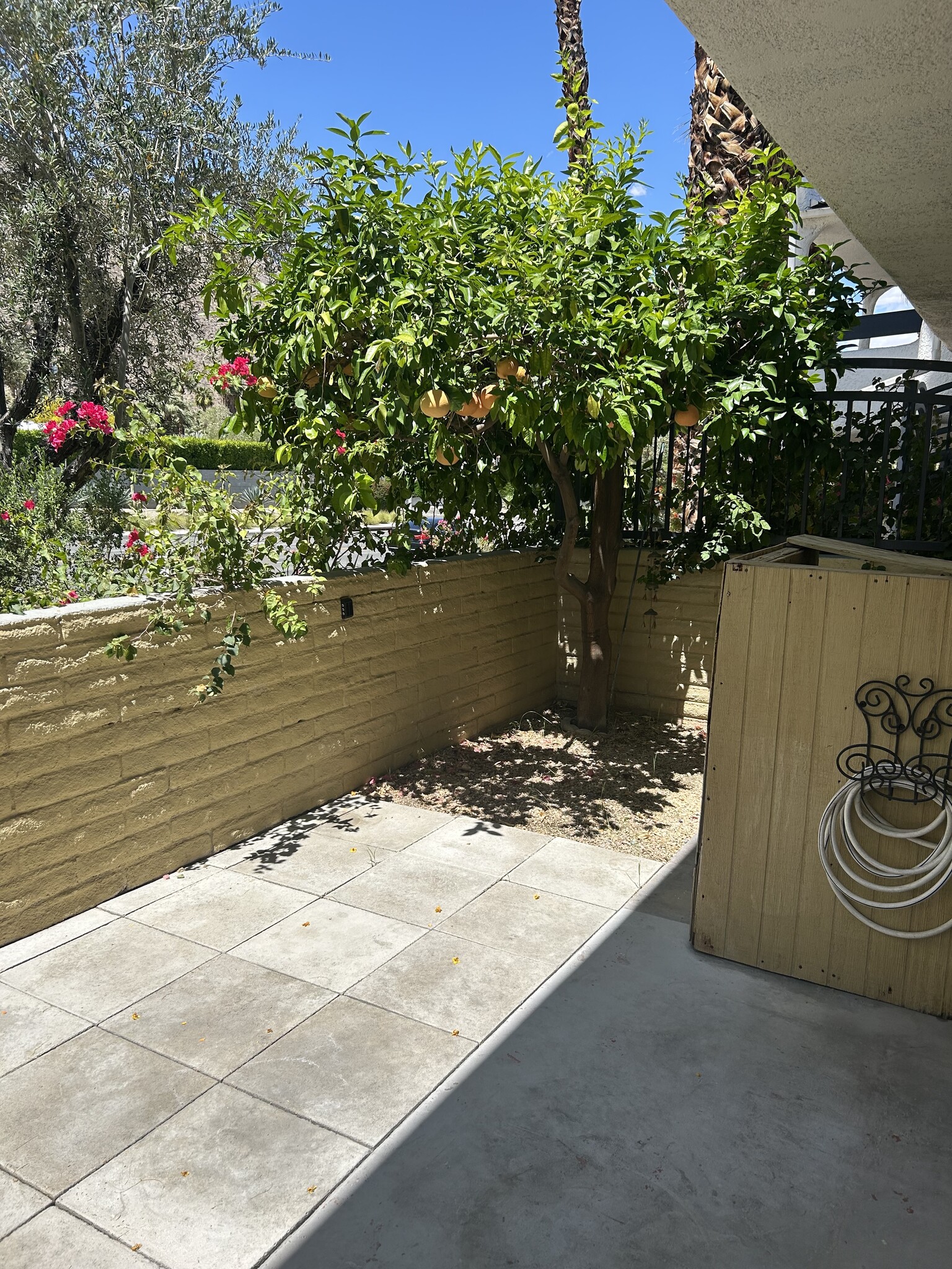 Private Rear Yard Grapefruit Tree - 1950 S Palm Canyon Dr