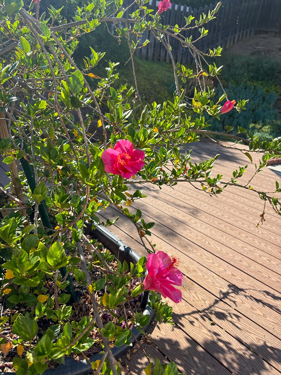 Backyard garden and deck - 2950 Berkeley Rd