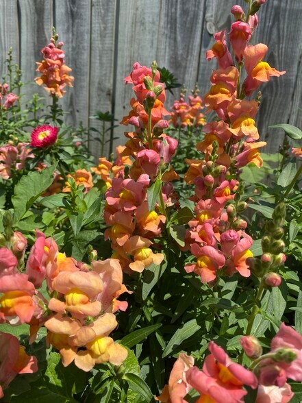 stop and smell the flowers - 2726 W Wellington Ave