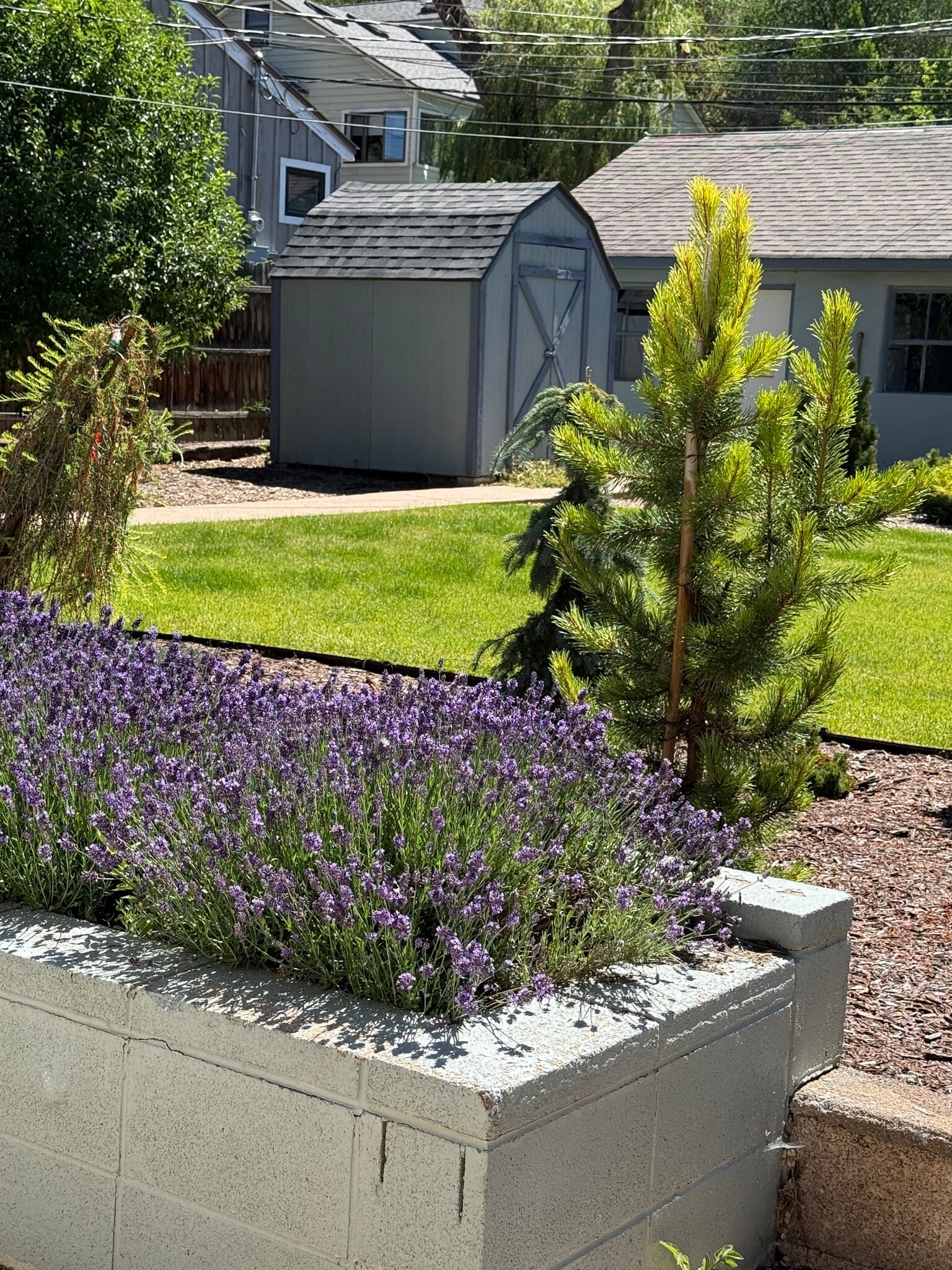 Back yard - 944 E 5th Ave