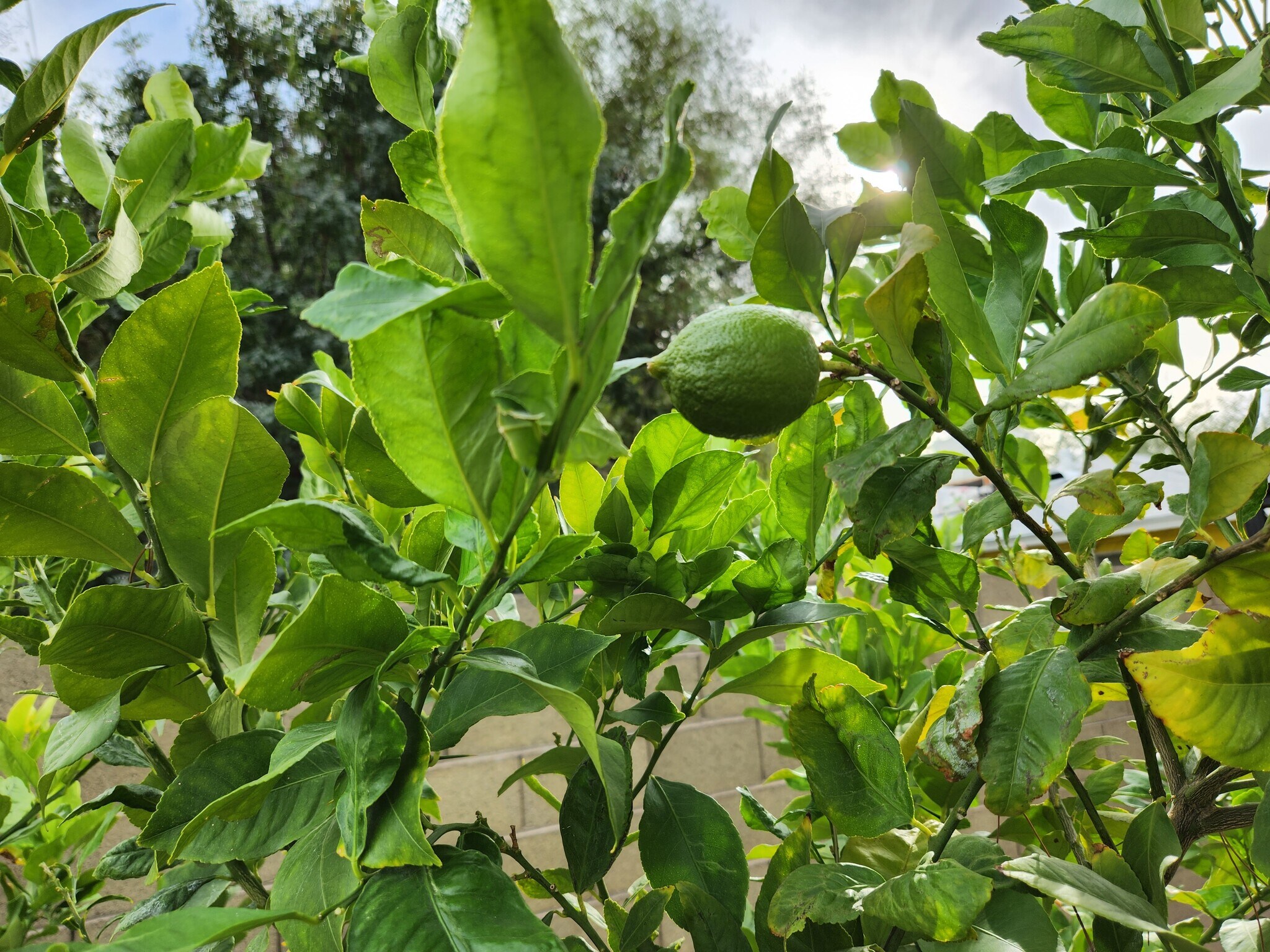 Lime tree - 1405 S Farmer Ave