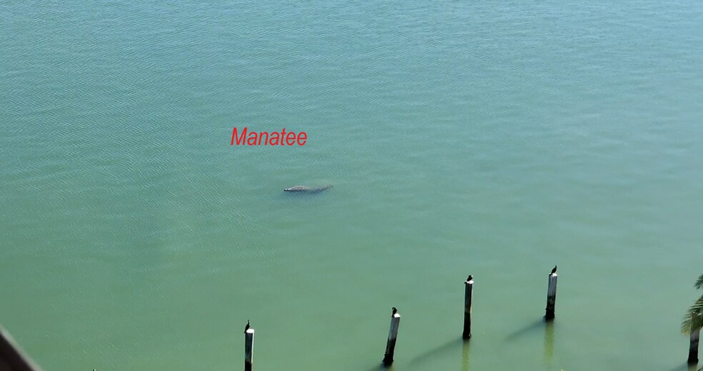 View of Manatee from the Apt Balcony - 600 NE 36th St
