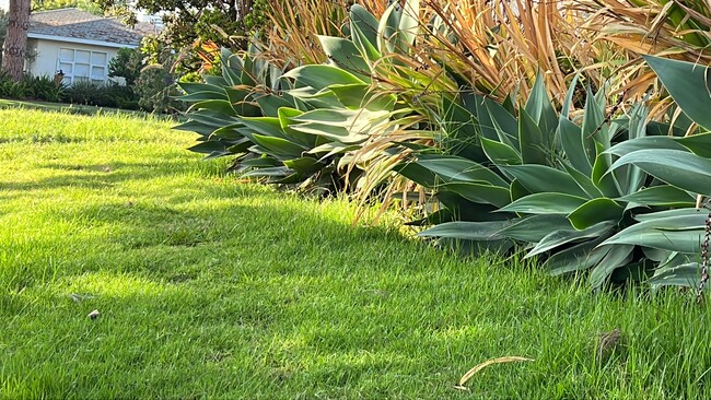 FRONT YARD - 2441 10th St