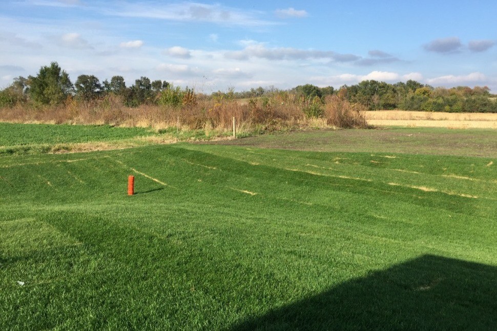 Rear Lawn - 1910 Wrigley St