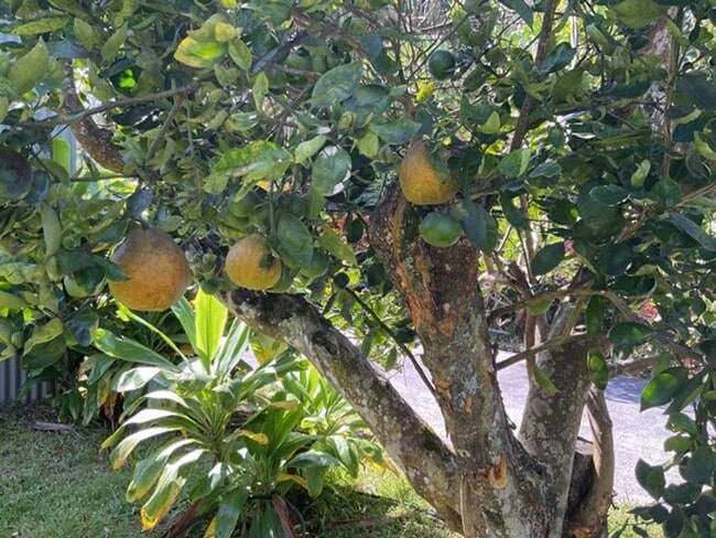 Building Photo - Remodeled Large Studio walking distance to town