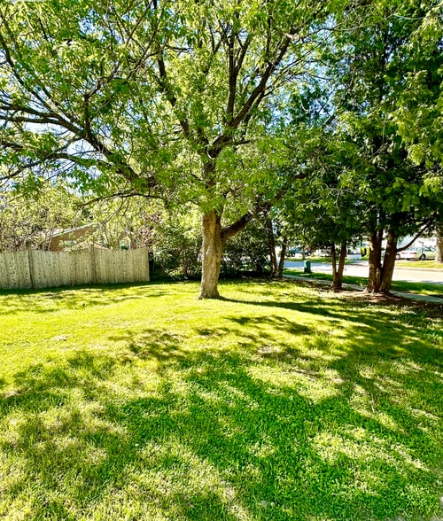 Front yard - 91 Faith St