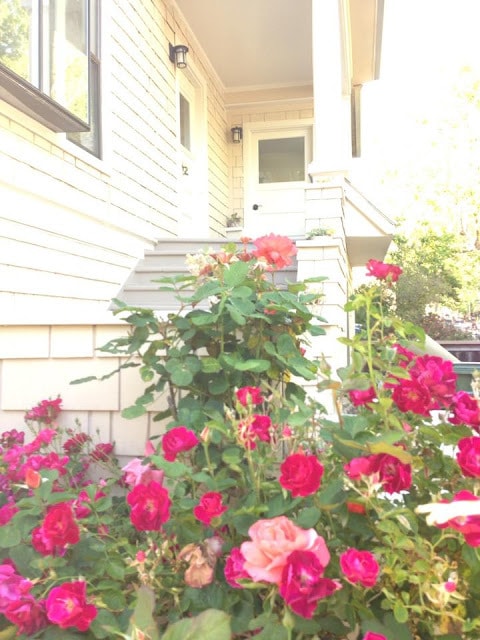 roses below front porch - 15 G St