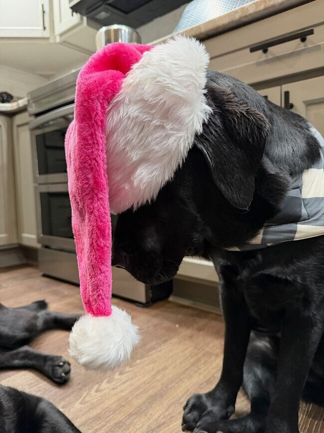 Building Photo - Good news! Making Santa's good list means free application fees until Friday!