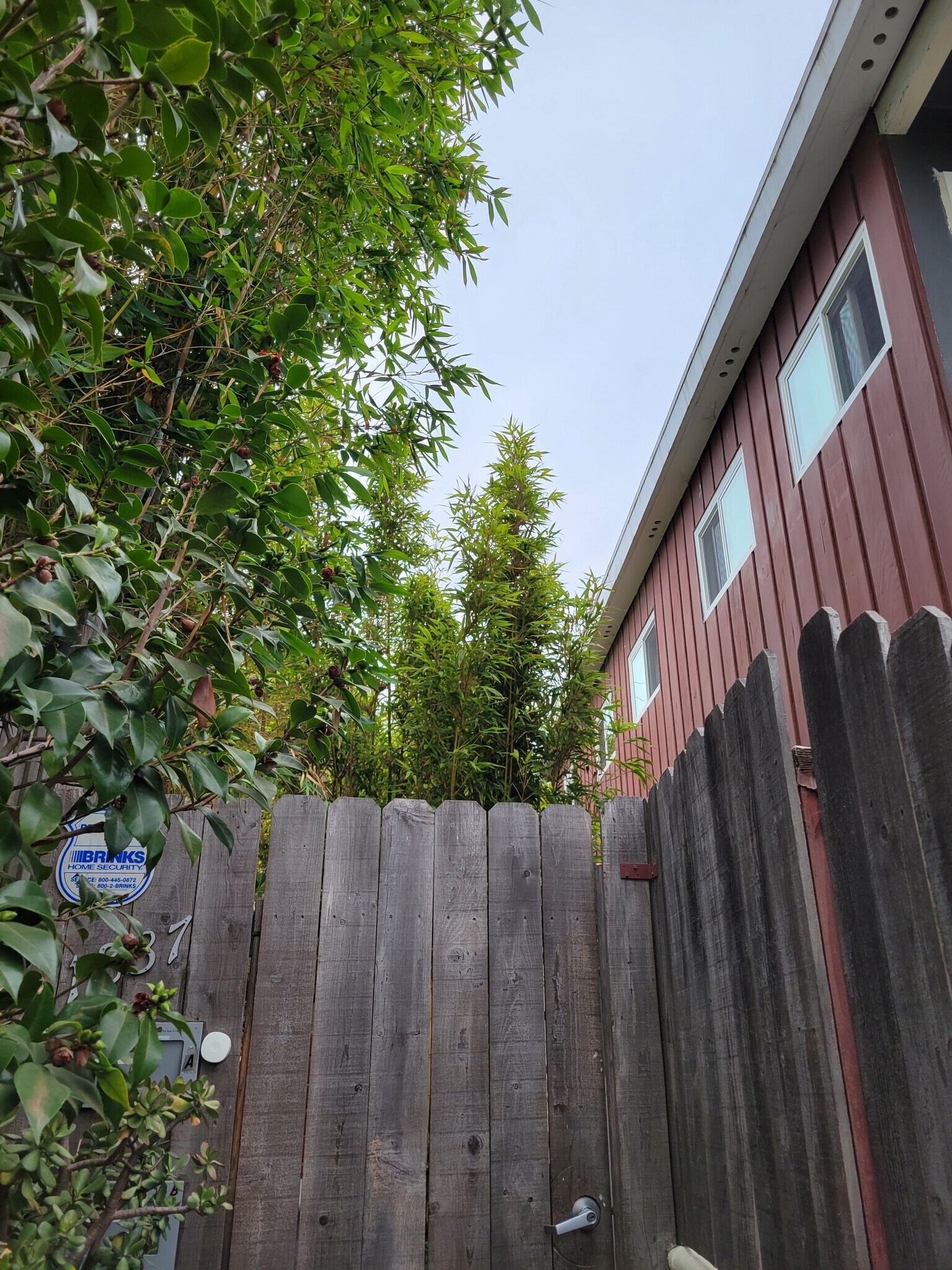 Gate to property - 1837 Pearl St