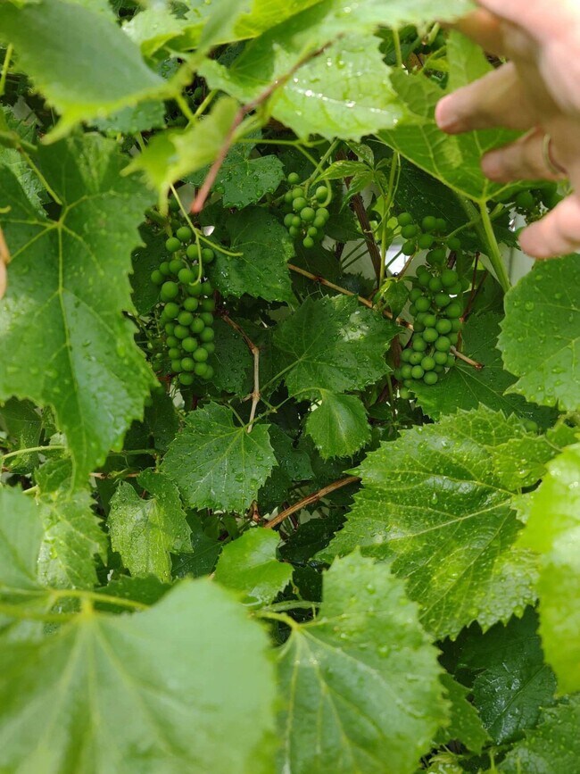 Building Photo - APPLICATION PENDING