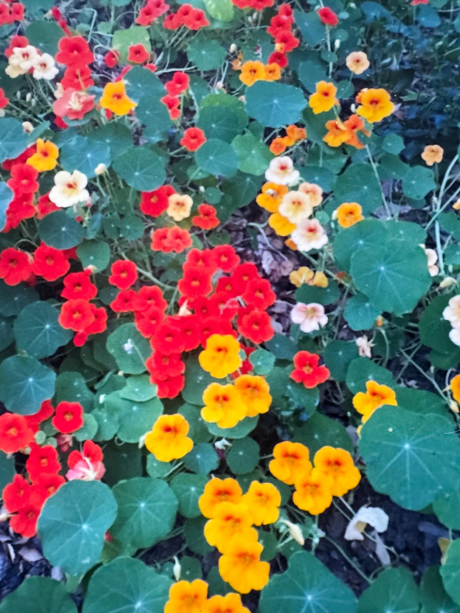 Building Photo - 25860 Altamont Rd