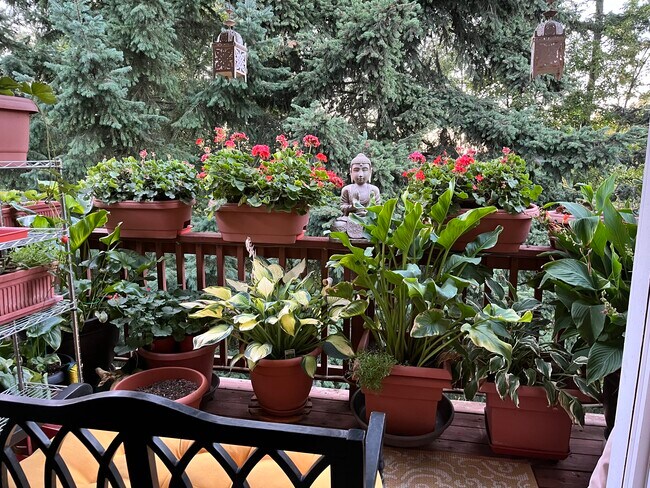 Back Deck - 3685 Colony Oaks Dr