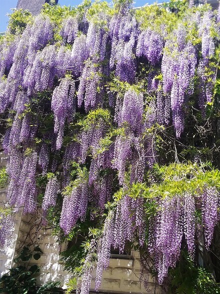 Pendulous Wisteria in Spring - 1833 NE 52nd Ave