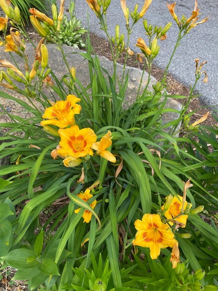 Flowers at Front of Property - 808 Southgate Dr