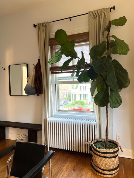 Fig Tree - 250 E Market St