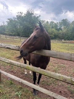 Building Photo - 1320 St Peters Rd