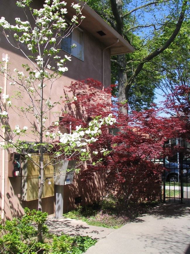 Spring Dogwood - 1624 T St