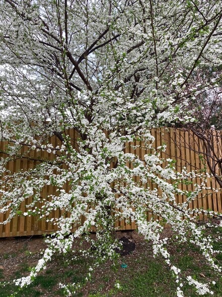 Building Photo - 3203 Trellis Ln