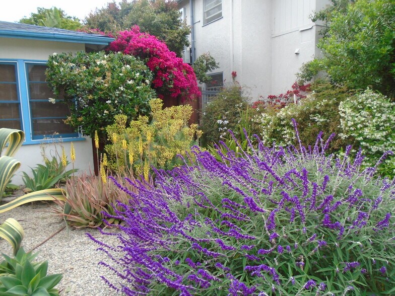 Front yard xeriscape - 1532 Yale St