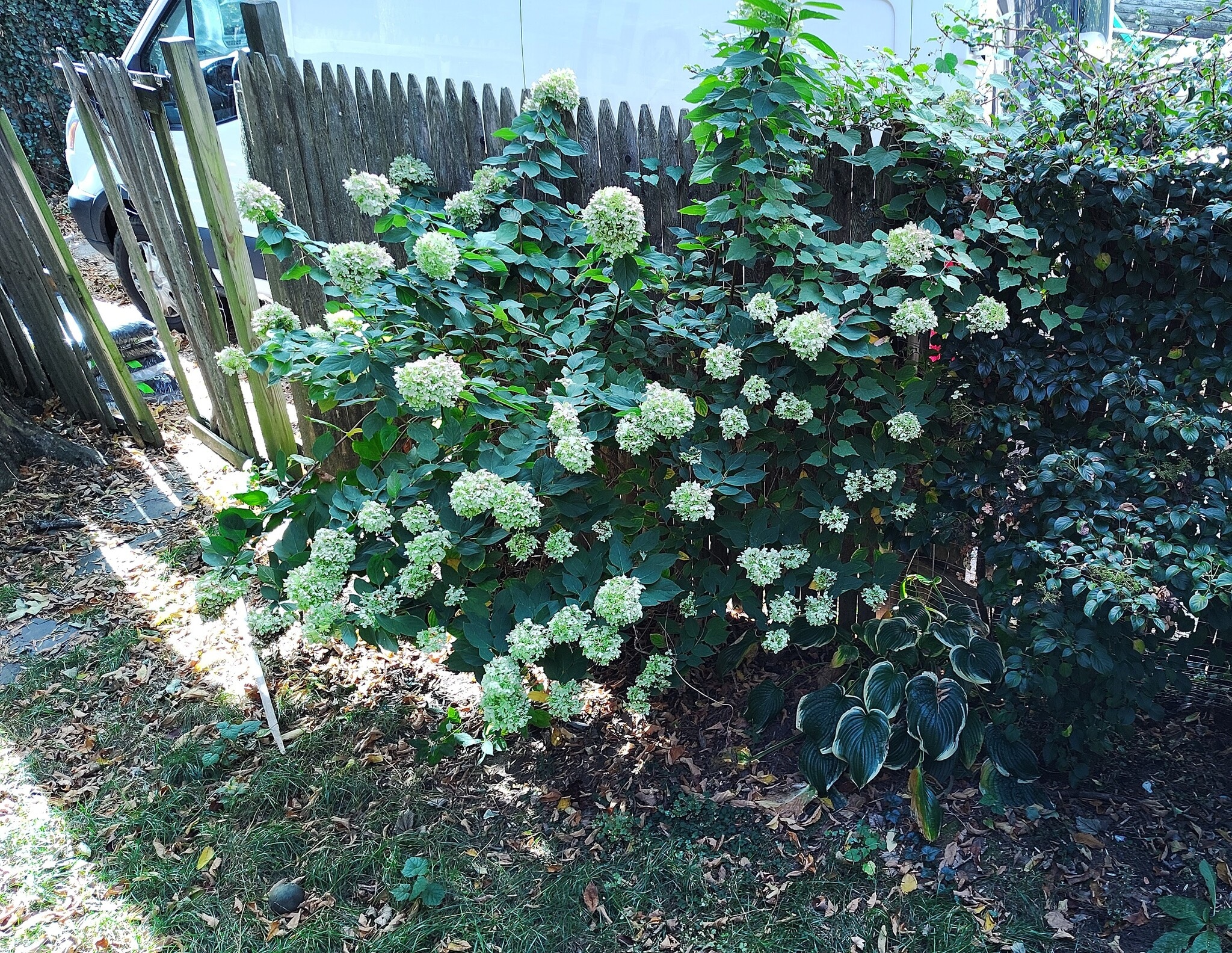 BEAUTIFUL HYDRANGEAS IN THE BACKYARD - 4 Edmarth Pl