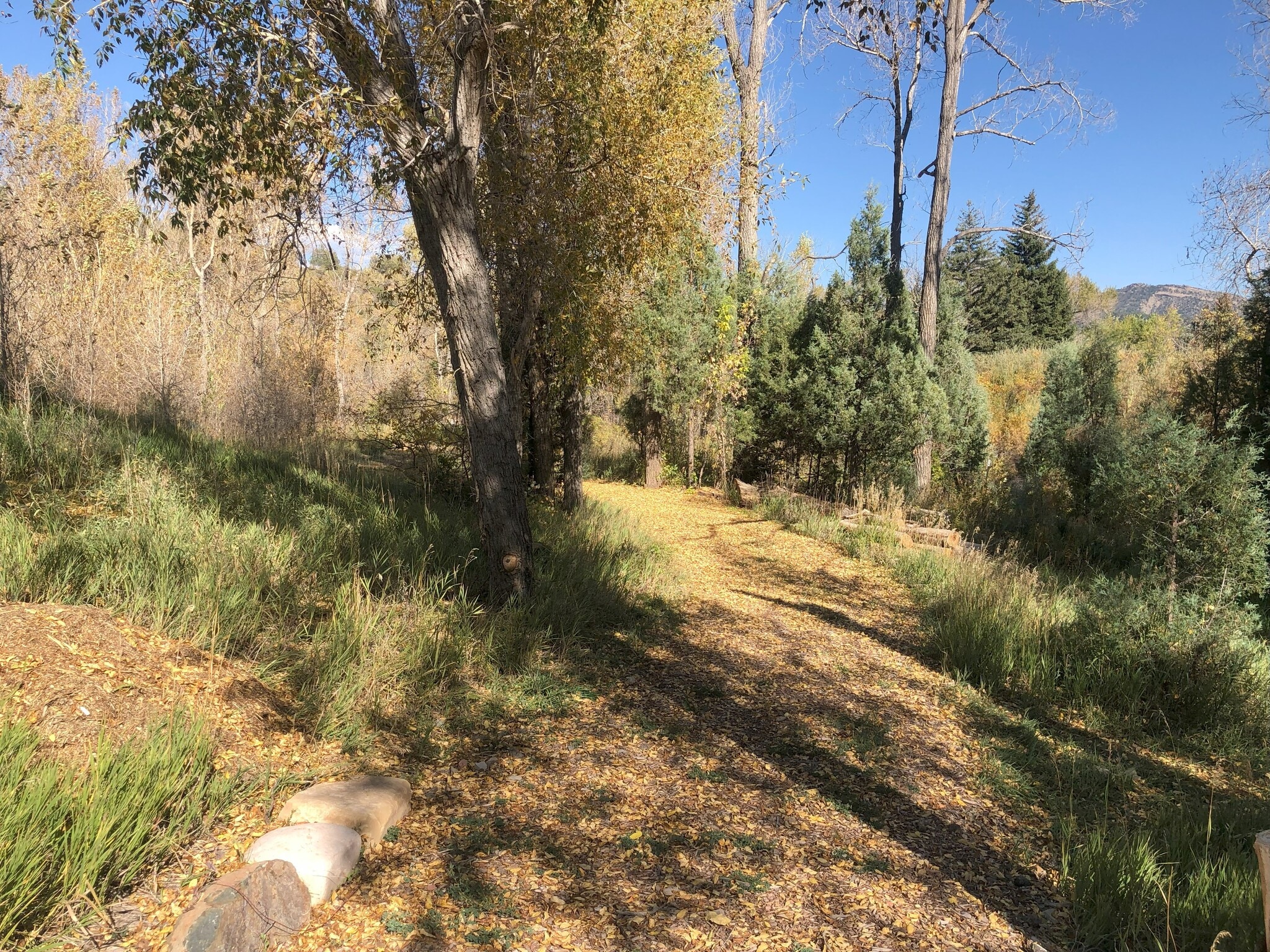 Trail in fall - 219 Rosemary Ln