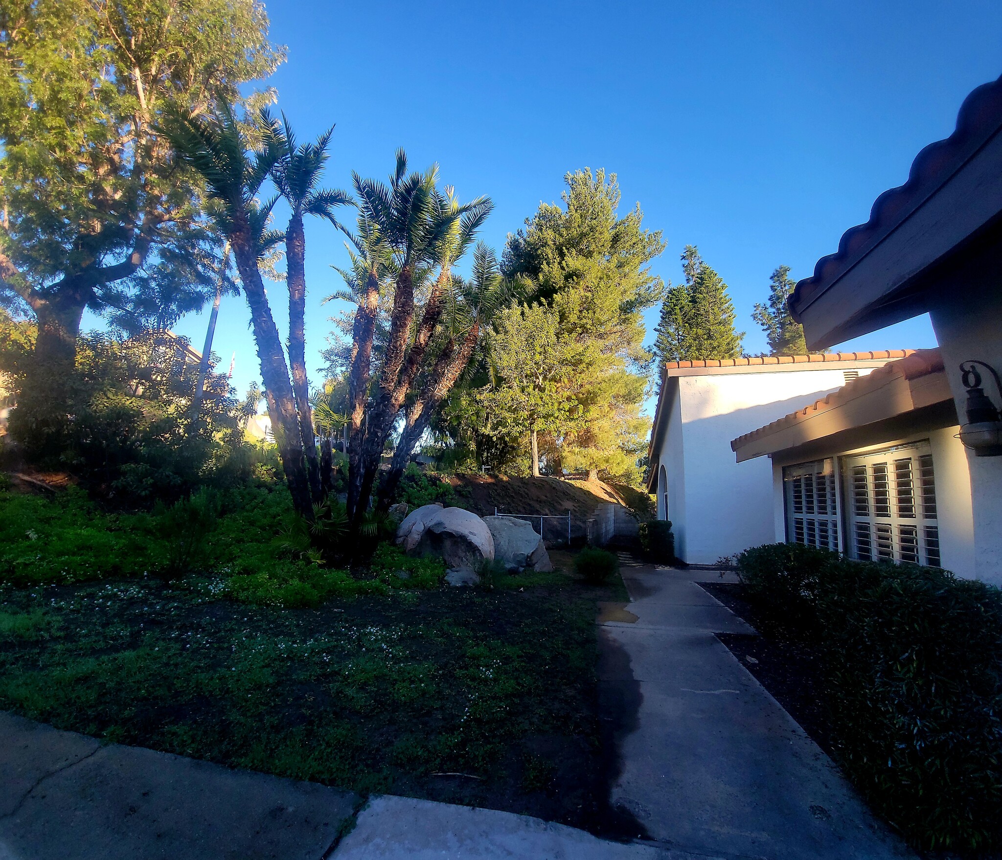 Large yard with mature trees including producing olive & lemon trees and tranquility - 16139 Ladera Piedra Way