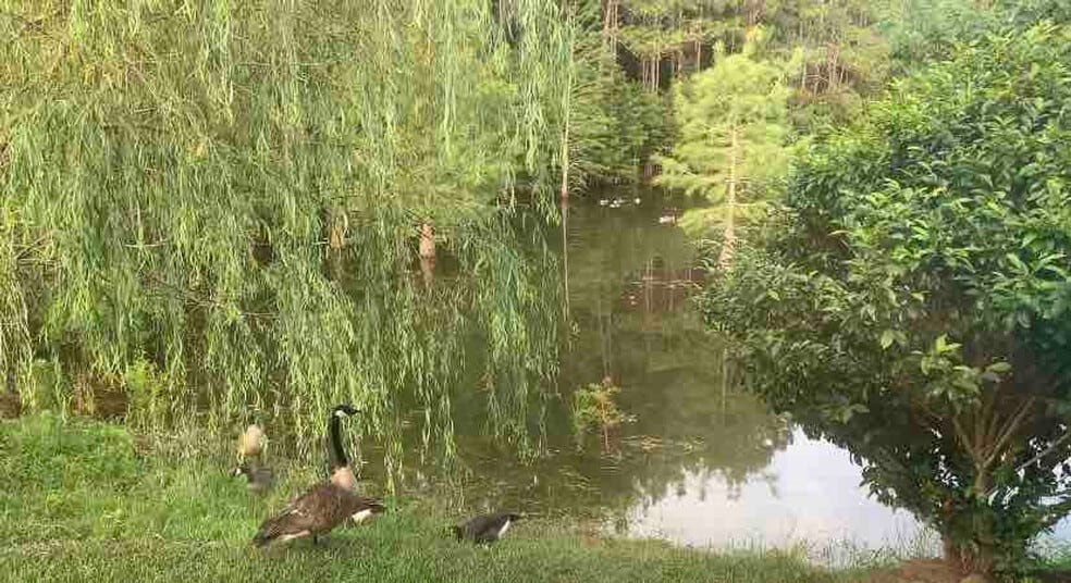 Building Photo - 15076 Audubon Lake Blvd