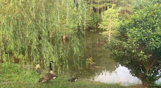 Building Photo - 15076 Audubon Lake Blvd