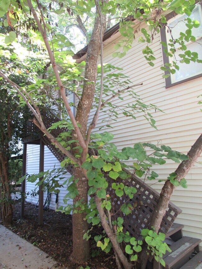 Building Photo - 2 Bedroom in Alamo Heights!
