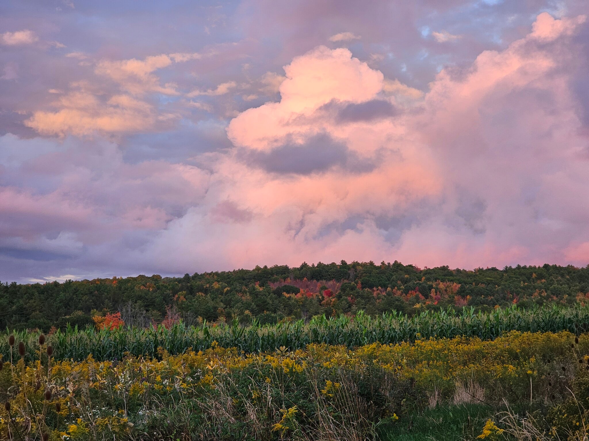 Fields and Woods attached to the property - 8152 Wilson Karr Rd